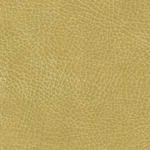 Buckskin-Brisa.jpg